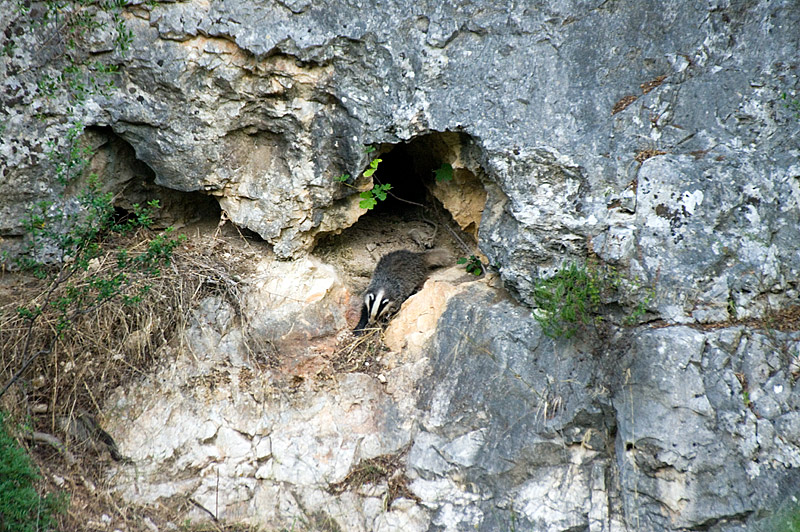 Tasso - Gravina di Castellaneta (TA)